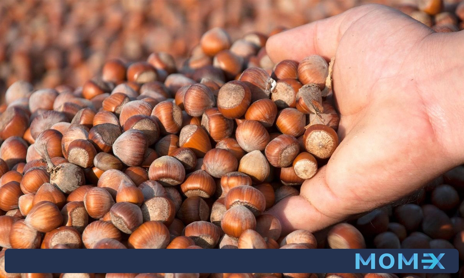 عوامل موثر در انتخاب بهترین فندق صادراتی