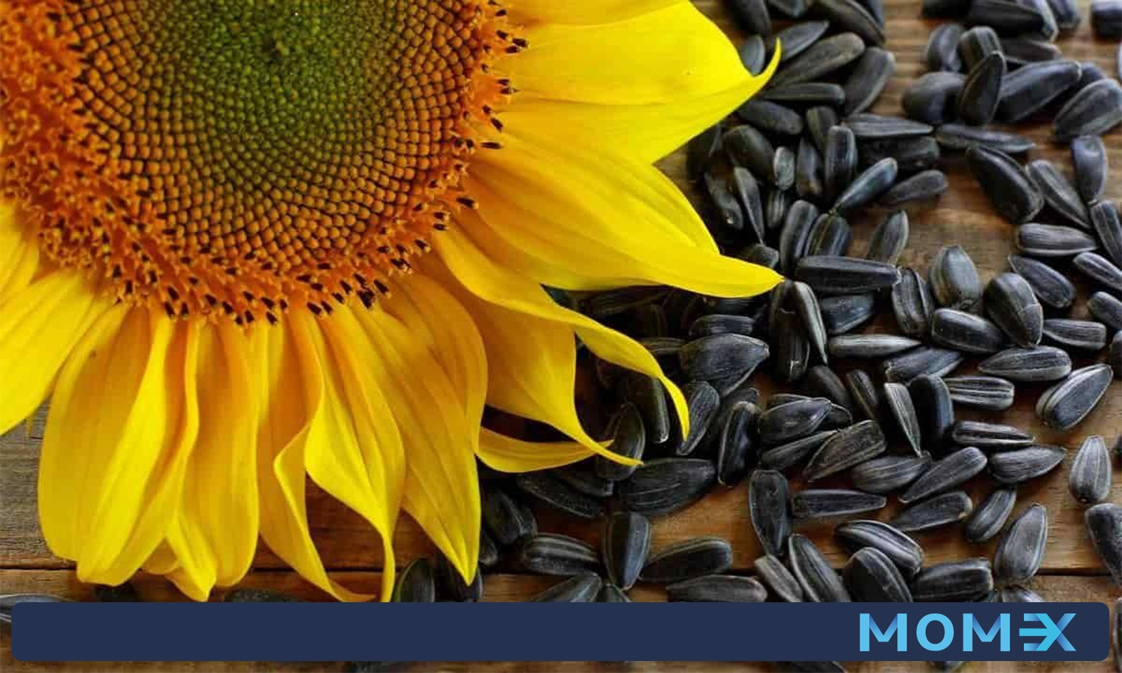 قوانین صادرات تخمه آفتاب گردان به کشور‌های مختلف