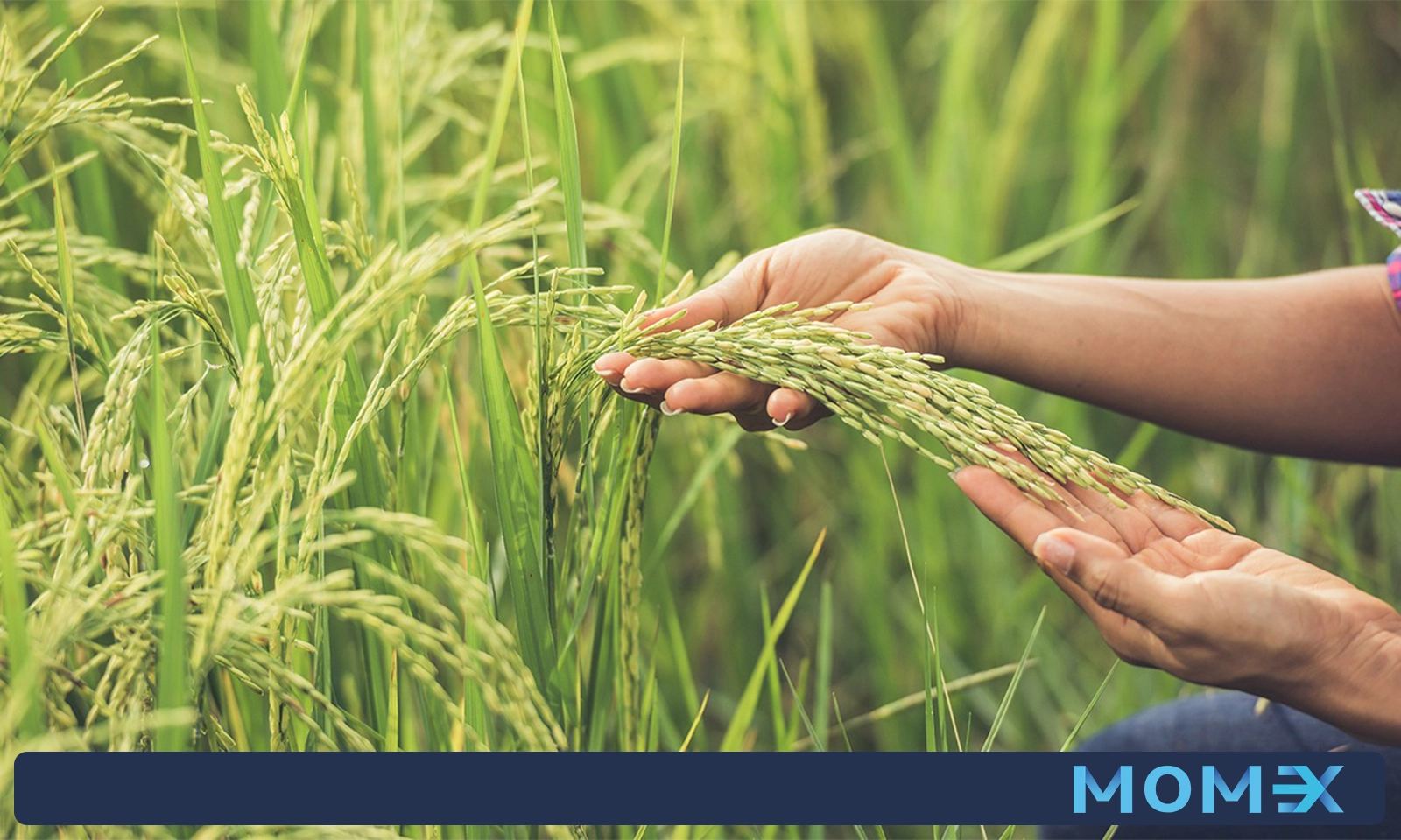 نکات کلیدی برای موفقیت در واردات برنج پاکستانی